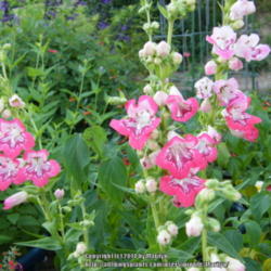 Location: My garden in Kentucky
Date: 2014-06-30
Love this gorgeous colored Penstemon!