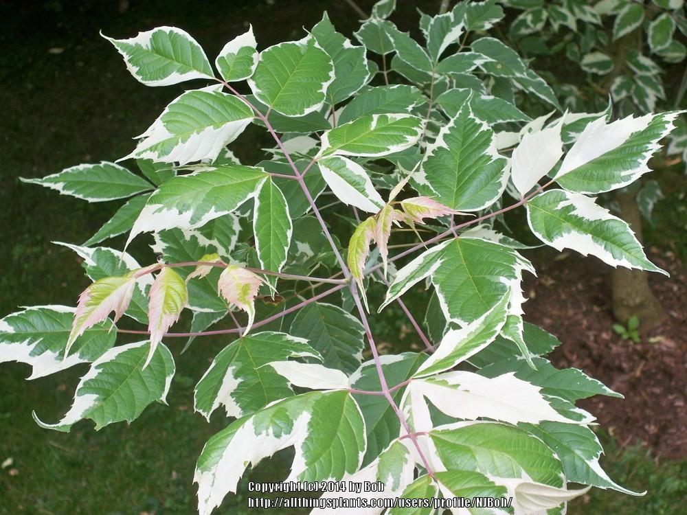 Photo of Ash-Leaved Maple (Acer negundo 'Flamingo') uploaded by NJBob