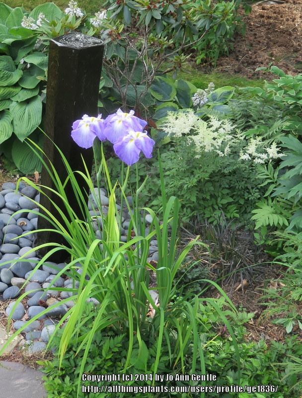 Photo of Japanese Iris (Iris ensata 'Ocean Mist') uploaded by ge1836