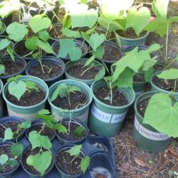 Location: Savannah, Georgia, USA
Date: 2014-06-28
Rescued 32 seedlings.