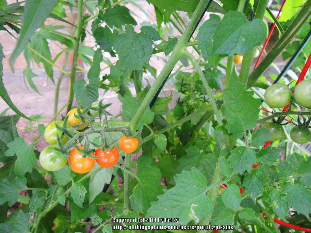 Photo of Tomato (Solanum lycopersicum 'Texas Wild') uploaded by piksihk