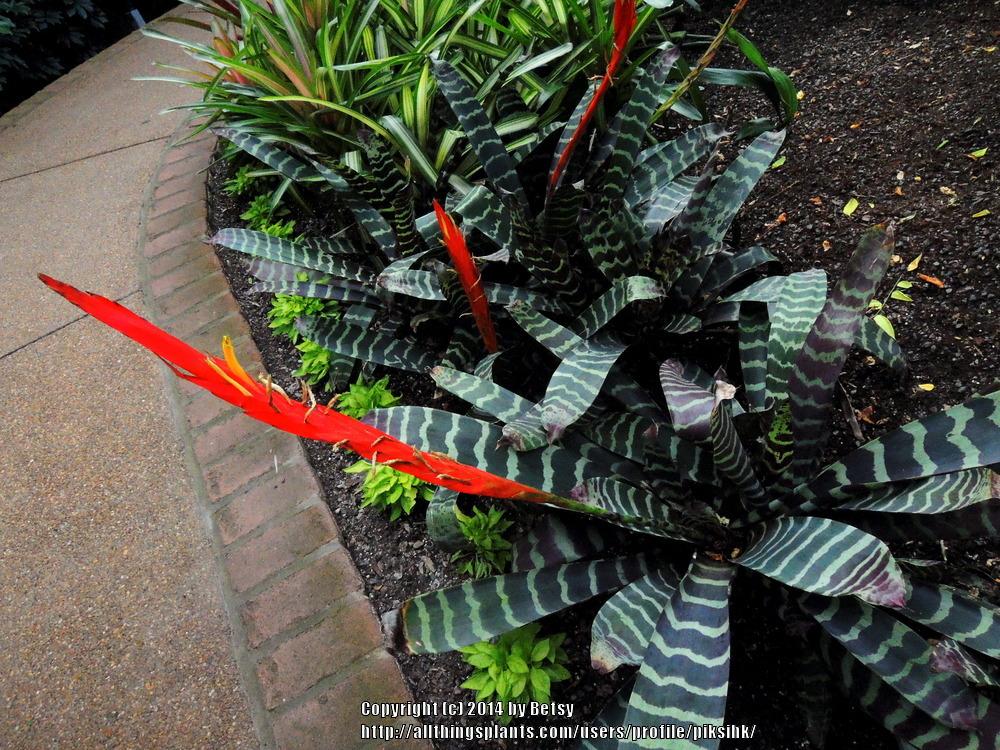 Photo of Flaming Sword Bromeliad (Lutheria splendens) uploaded by piksihk