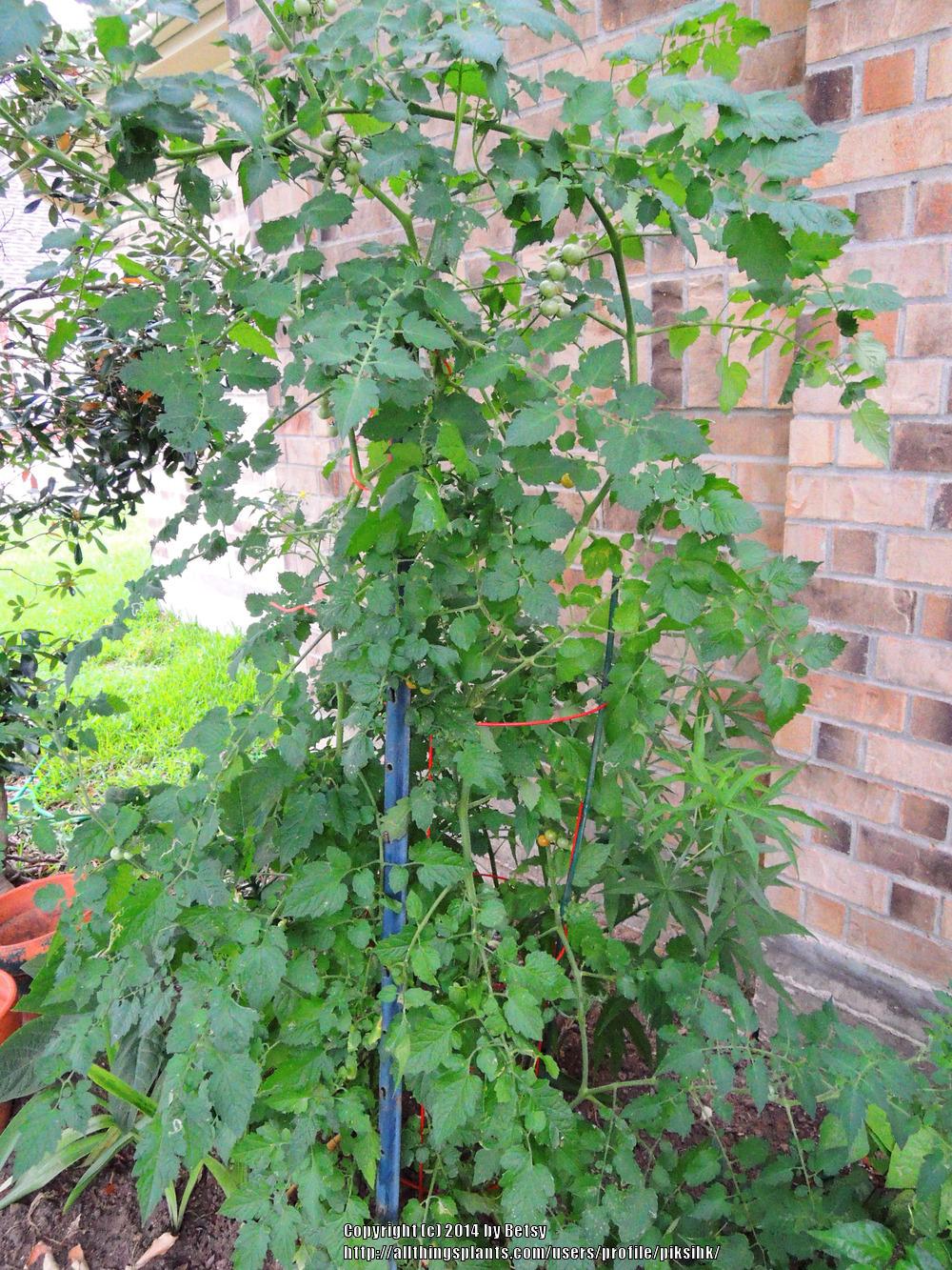 Photo of Tomato (Solanum lycopersicum 'Texas Wild') uploaded by piksihk