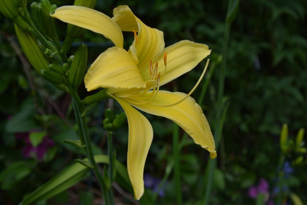 Photo of Daylily (Hemerocallis 'Lois Burns') uploaded by queerbeet