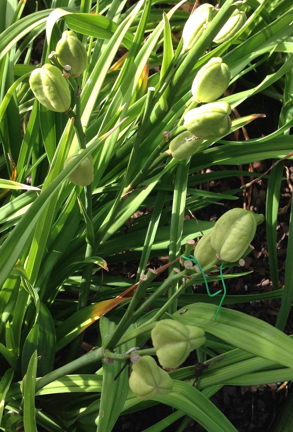 Photo of Daylily (Hemerocallis 'Emerald Empress') uploaded by tink3472