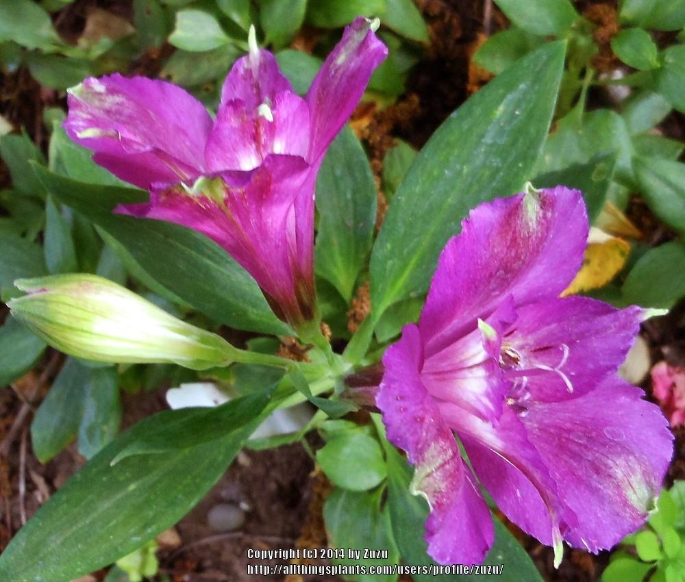 Photo of Peruvian Lily (Alstroemeria Princess Lilies® Anouska) uploaded by zuzu