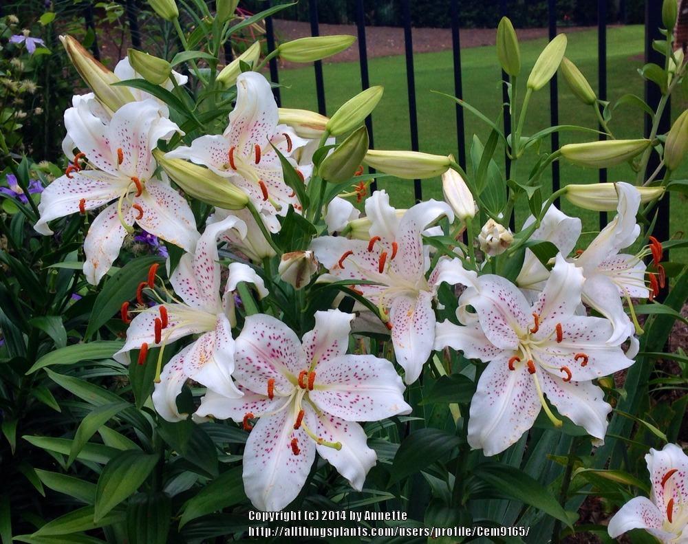 Photo of Oriental Lily (Lilium 'Muscadet') uploaded by Cem9165