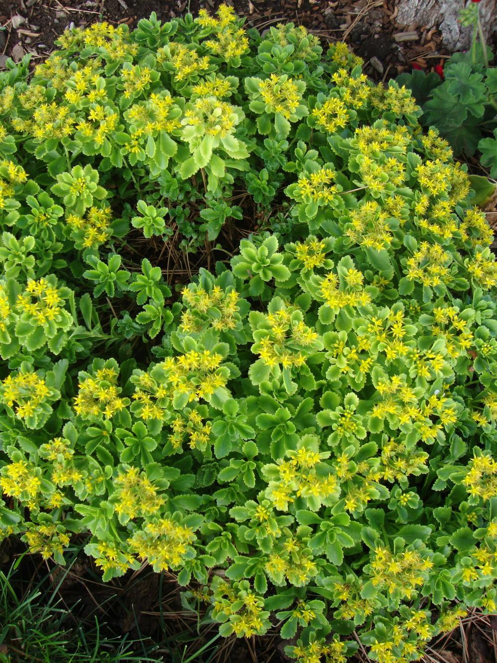Photo of Stonecrop (Phedimus kamtschaticus 'Gold Carpet') uploaded by Paul2032