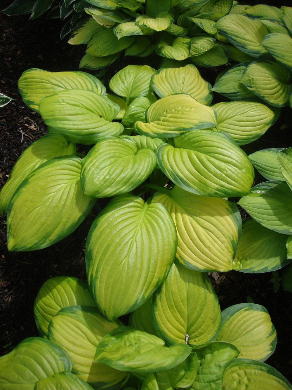 Photo of Hosta 'Stained Glass' uploaded by Paul2032