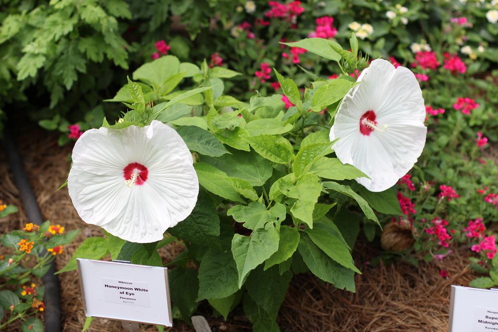 Photo of Hybrid Hardy Hibiscus (Hibiscus Honeymoon™ White with Eye) uploaded by dave