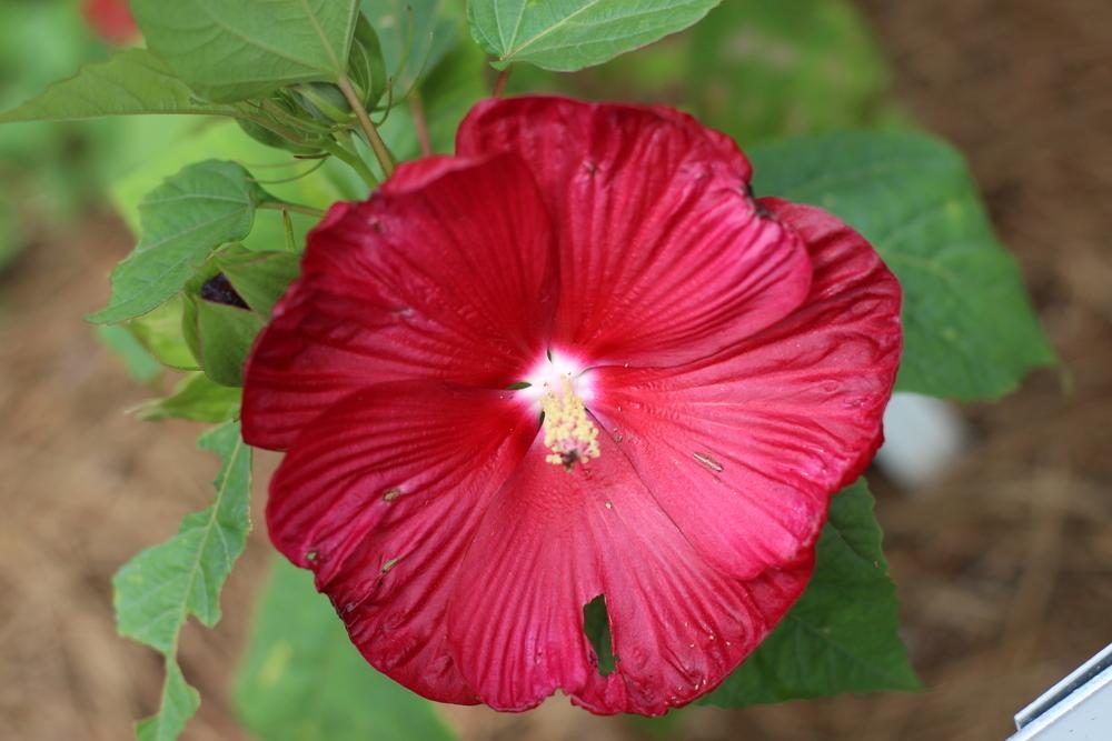 Photo of Hybrid Hardy Hibiscus (Hibiscus Honeymoon™ Deep Red) uploaded by dave