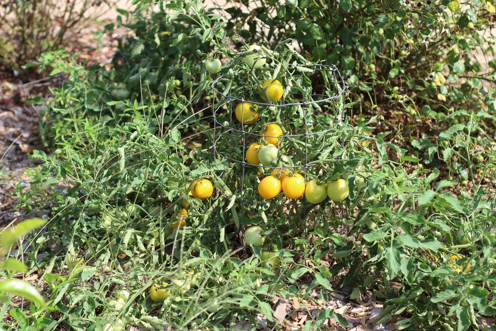 Photo of Tomato (Solanum lycopersicum 'Taxi') uploaded by dave