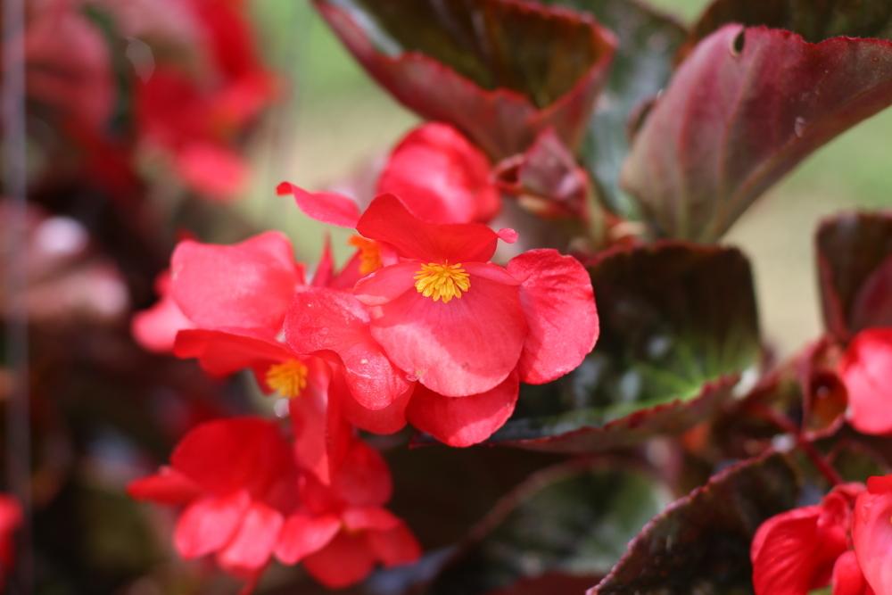 Photo of Begonia Whopper™ Red with Bronze Leaf uploaded by dave