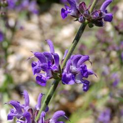 Location: My Garden, Utah
Date: 2014-06-28
syn. Salvia stepposa