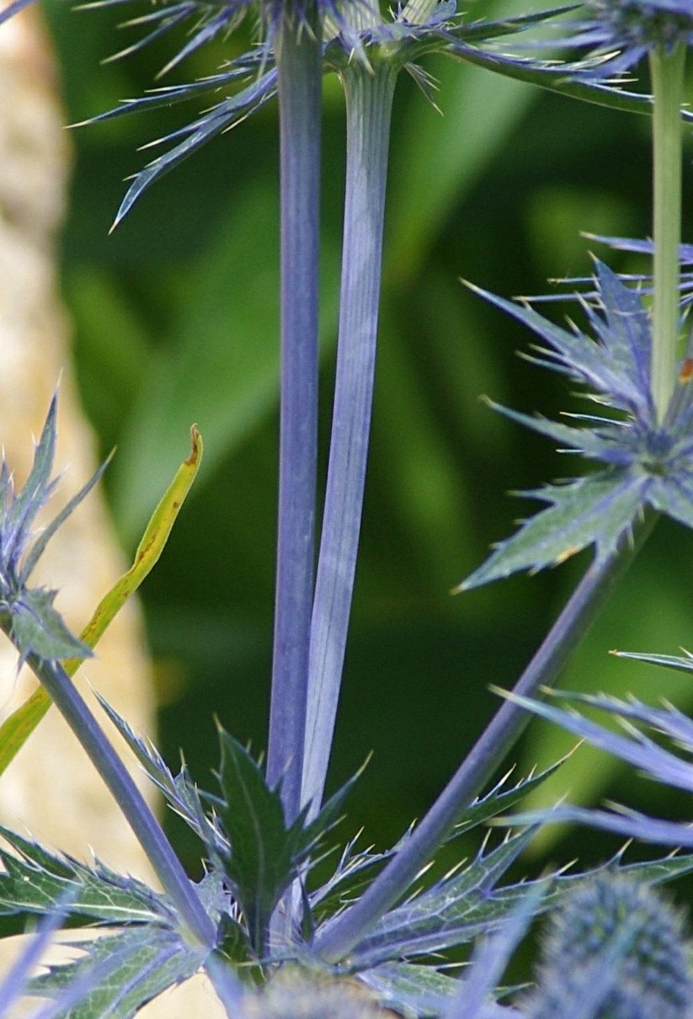 Photo of Sea Holly (Eryngium 'Sapphire Blue') uploaded by dirtdorphins