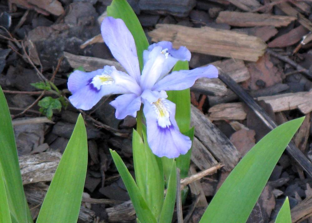 Photo of Species Iris (Iris cristata) uploaded by foraygardengirl
