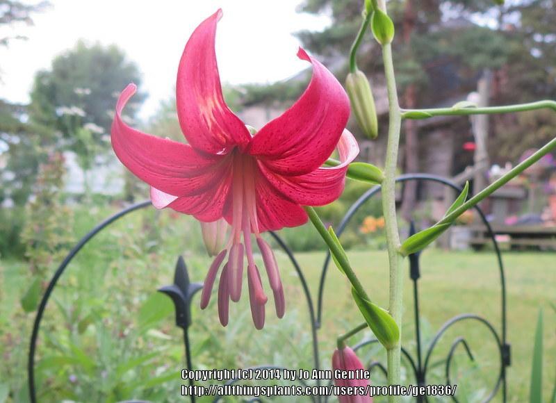 Photo of Asiatic Lily (Lilium 'Eurydike') uploaded by ge1836