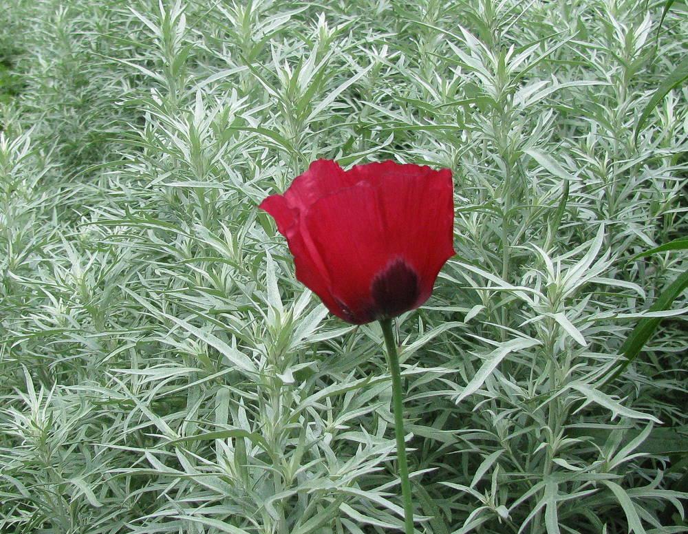 Photo of Opium Poppy (Papaver somniferum) uploaded by jmorth