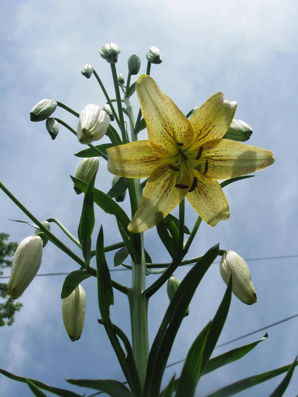 Photo of Lily (Lilium 'Green Goddess') uploaded by jmorth