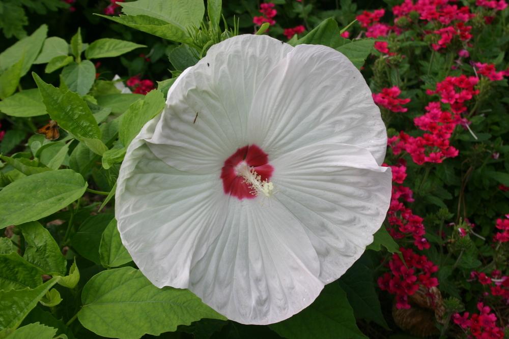 Photo of Hybrid Hardy Hibiscus (Hibiscus Honeymoon™ White with Eye) uploaded by jon