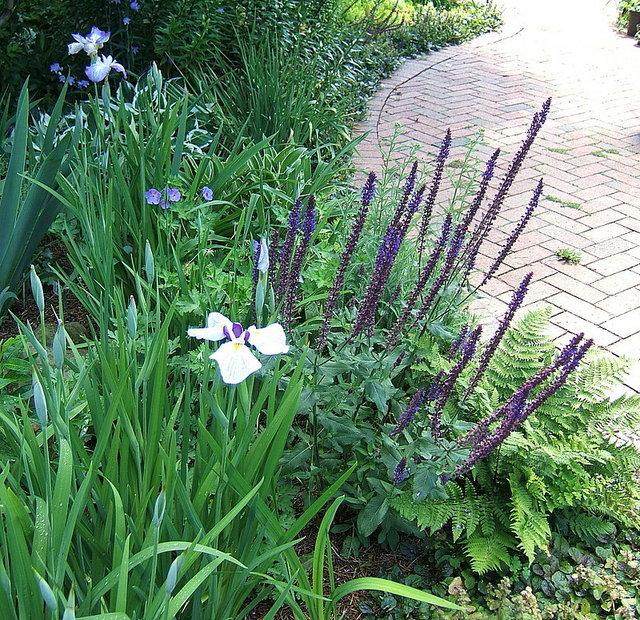 Photo of Japanese Iris (Iris ensata 'Amethyst Wings') uploaded by pirl