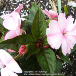 Location: My garden in Kentucky
Date: 2014-06-12
SunPatiens Compact Blush Pink Impatiens