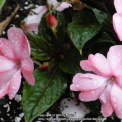 Location: My garden in Kentucky
Date: 2014-06-11
SunPatiens Compact Blush Pink Impatiens