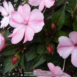Location: My garden in Kentucky
Date: 2014-06-12
SunPatiens Compact Blush Pink Impatiens