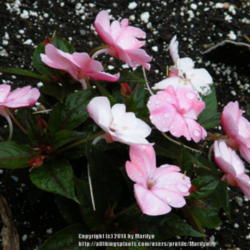 Location: My garden in Kentucky
Date: 2014-06-11
SunPatiens Compact Blush Pink Impatiens