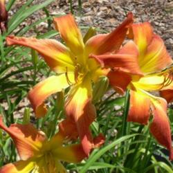 
Photo Courtesy of Daylily and Hosta Gardens. Used with Permission