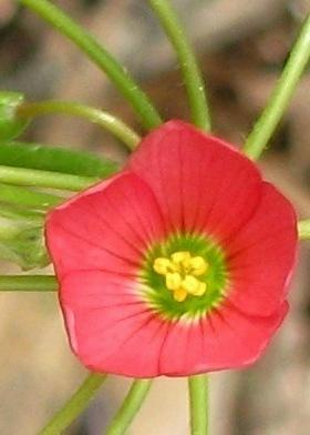 Photo of Good Luck Plant (Oxalis tetraphylla 'Iron Cross') uploaded by foraygardengirl