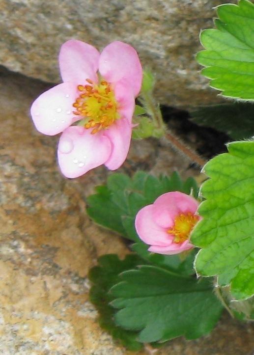Photo of Strawberry (Fragaria x ananassa 'Pink Panda') uploaded by foraygardengirl