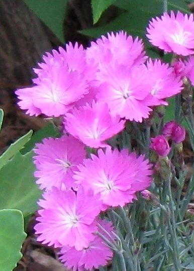 Photo of Cheddar Pink (Dianthus gratianopolitanus 'Feuerhexe') uploaded by foraygardengirl