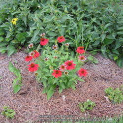 Location: My Cincinnati Ohio garden
Date: July 3, 2014
Echinacea Salsa Red