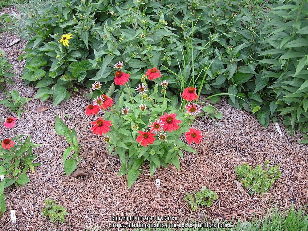 Photo of Coneflower (Echinacea Sombrero® Salsa Red) uploaded by kqcrna