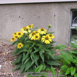 Location: My Cincinnati Ohio garden
Date: July 3, 2014
Echinacea Cheyenne Spirit