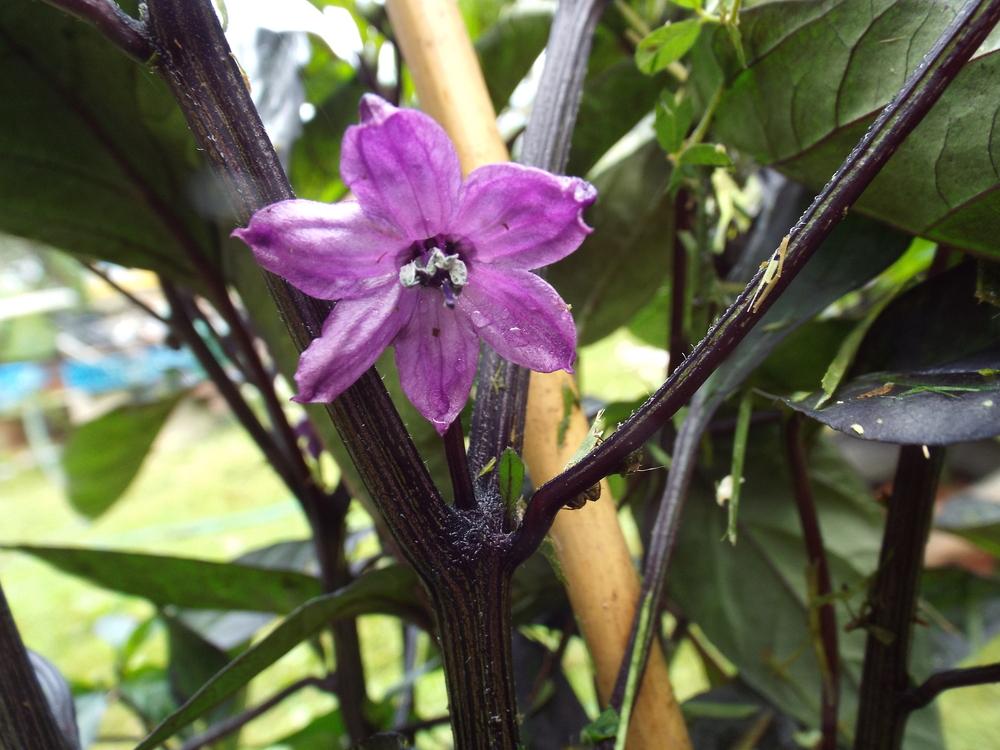 Photo of Ornamental Pepper (Capsicum annuum 'Black Olive') uploaded by poisondartfrog