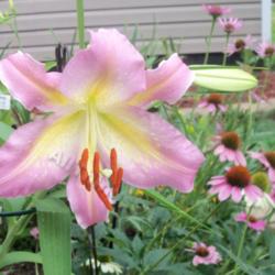 Location: My garden in Southeast Virginia
Date: 2014-07-03
Lets try this again. Second plant.