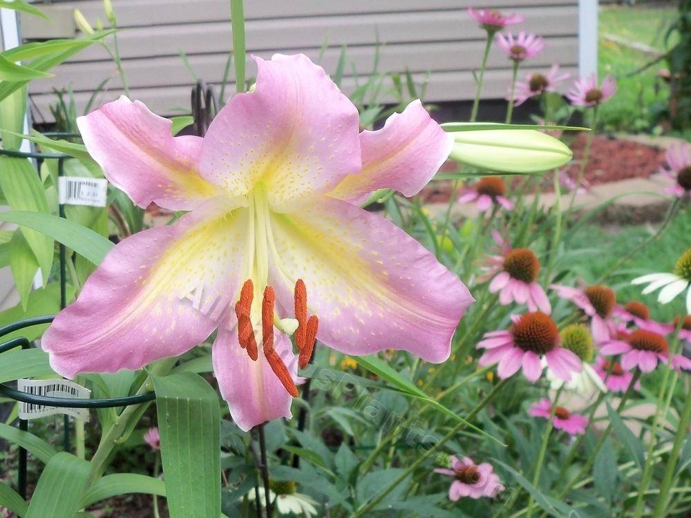 Photo of Lily (Lilium 'Tom Pouce') uploaded by virginiarose