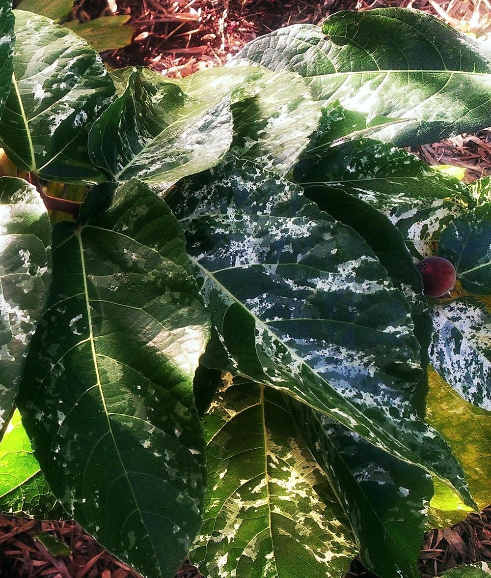 Photo of Variegated Clown Fig (Ficus aspera) uploaded by Dutchlady1