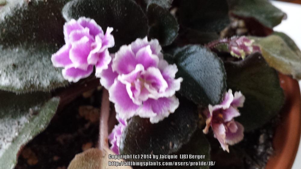 Photo of African Violet (Streptocarpus 'Heritage Frolic') uploaded by JB