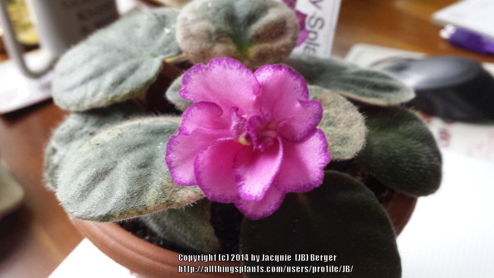 Photo of African Violet (Streptocarpus 'Berry Splash') uploaded by JB