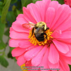 Location: My garden in Kentucky
Date: 2014-07-03
#pollination