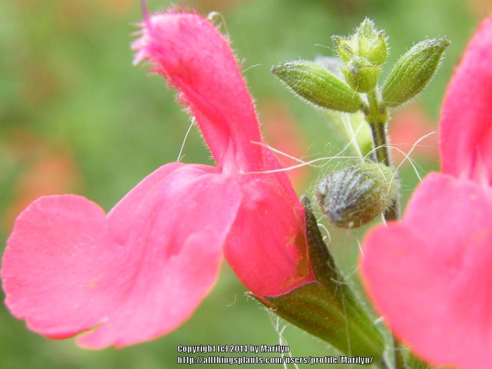 Photo of Salvia x jamensis 'Pat Vlasto' uploaded by Marilyn