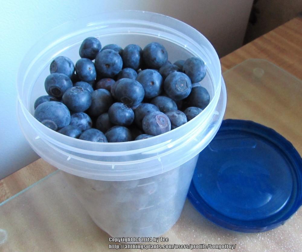 Photo of Highbush Blueberry (Vaccinium corymbosum) uploaded by SongofJoy