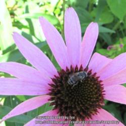 Location: Middle Tennessee
Date: 2014-07-04
With a bee friend
