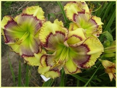 Photo of Daylily (Hemerocallis 'Tiger on the Mountain') uploaded by chalyse