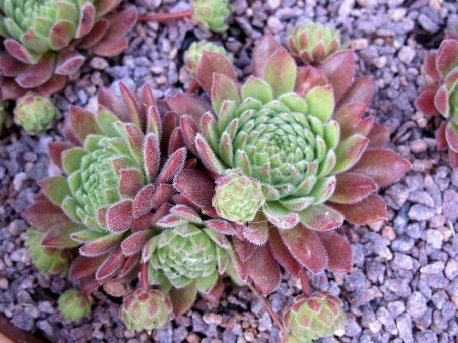 Photo of Hen and Chicks (Sempervivum 'Spice') uploaded by goldfinch4