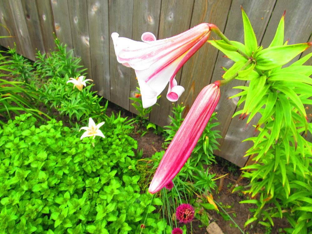 Photo of Lily (Lilium Pink Perfection) uploaded by jmorth