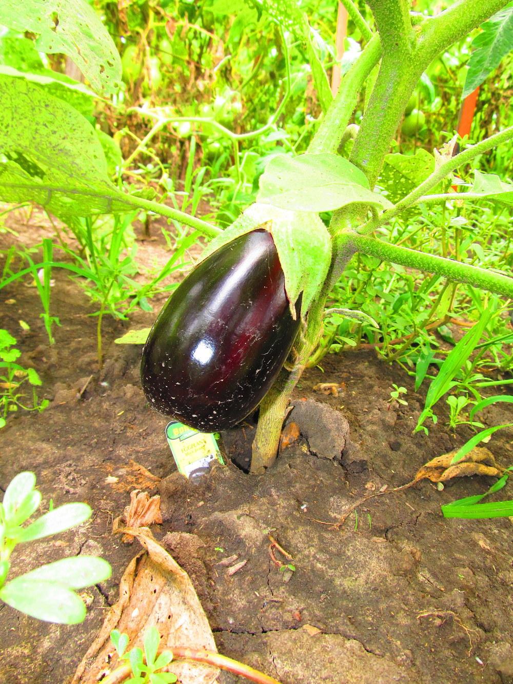 Eggplants Plant Care and Collection of Varieties